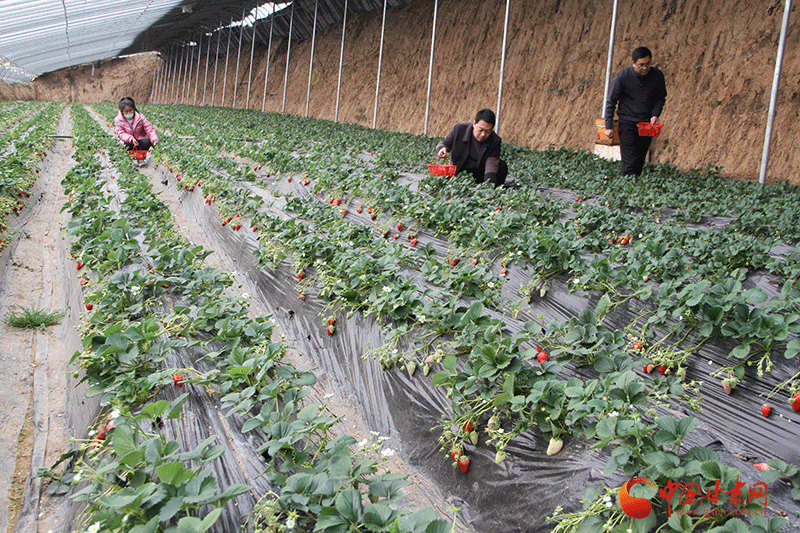 【小康路上看老鄉】華亭朱興明：種出來的“莓”好生活