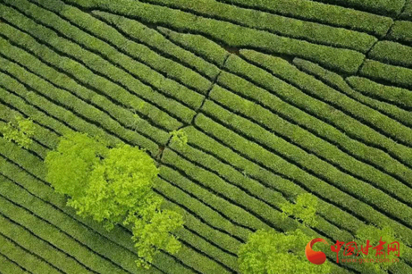 陇南武都：绿叶子变“金叶子” 小茶叶托起大产业