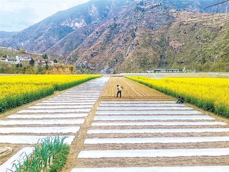 陇南西和县大桥镇油菜花开放