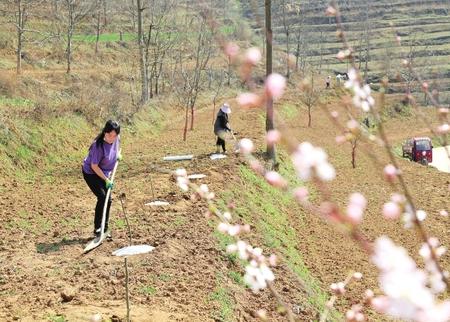 陇南成县沙坝镇杨坝村群众在栽植花椒树