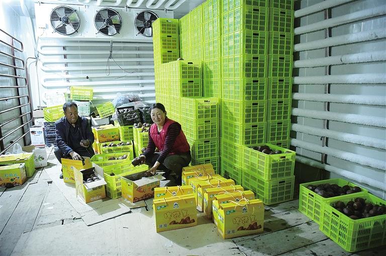 临夏州和政县辉林啤特果仓储销售专业合作社仓储啤特果200多吨