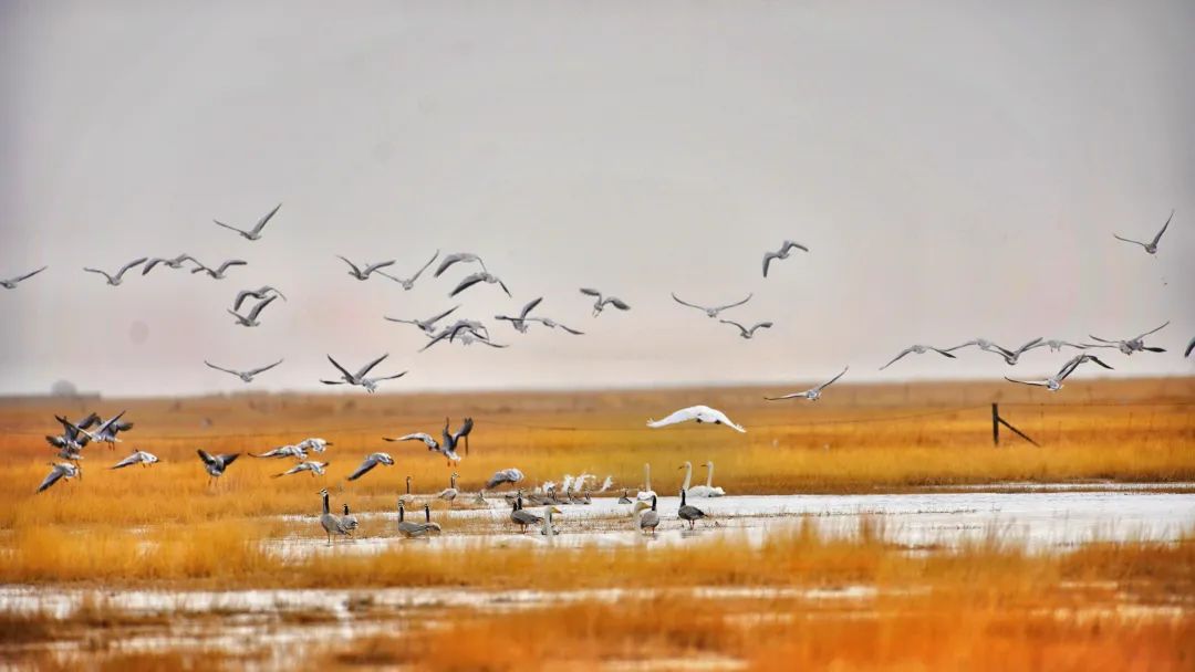 阿克塞苏干湖：春潮涌动万鸟翔集 绘出生态美好画卷