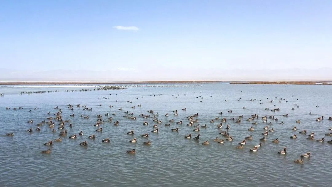 阿克塞苏干湖：春潮涌动万鸟翔集 绘出生态美好画卷