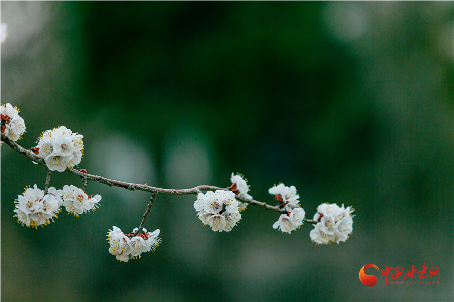 【百花绽放秀甘肃】“榆”你相约“疫”散花开时 这里是兰州榆中的春天