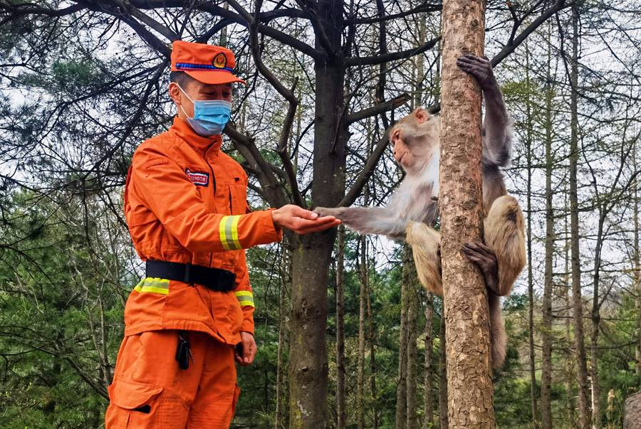 森林消防员防火巡护邂逅野生猕猴群。李张峰摄