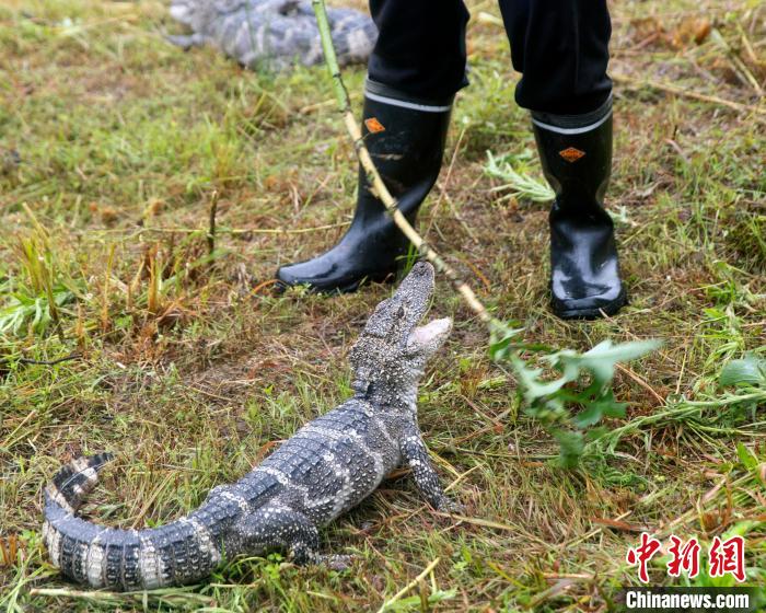 成年扬子鳄野外放归(资料图) 陈鲜忠供图