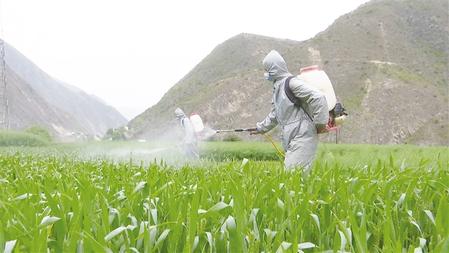 陇南文县及时采取有效措施开展小麦病虫害一喷三防工作
