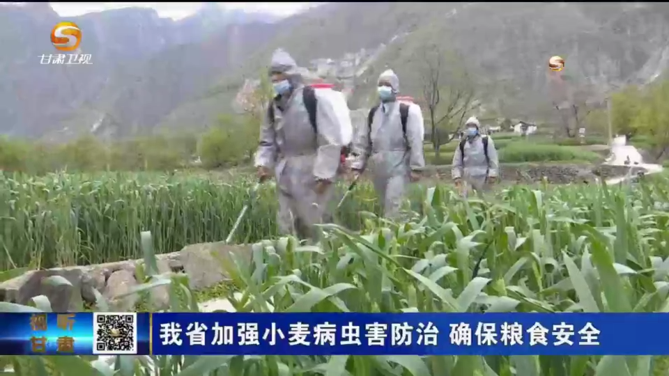 【短视频】甘肃省加强小麦病虫害防治 确保粮食安全