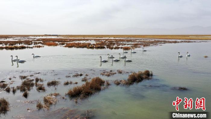 甘肃阿克塞苏干湖万鸟翔集鸟类多样性逐年增加