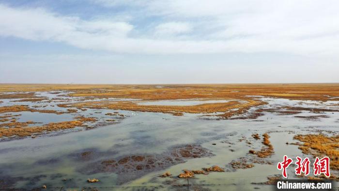 图为生机勃勃的苏干湖湿地。　何永旺 摄