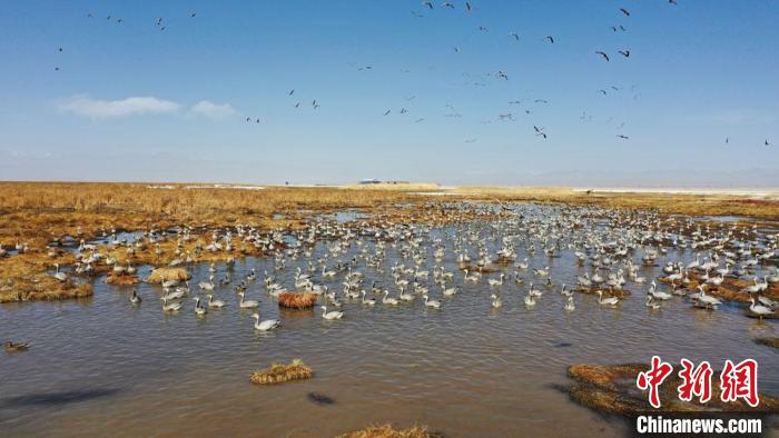 图为苏干湖畔呈现万鸟翔集的如诗如画景象。　何永旺 摄