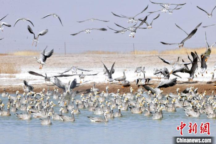 图为苏干湖湿地呈现万鸟翔集。　何永旺 摄