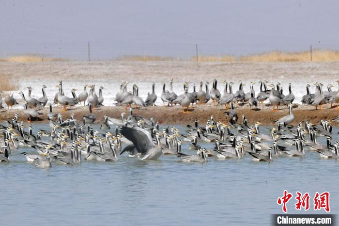 图为苏干湖湿地呈现万鸟翔集。　别尔哈里 摄