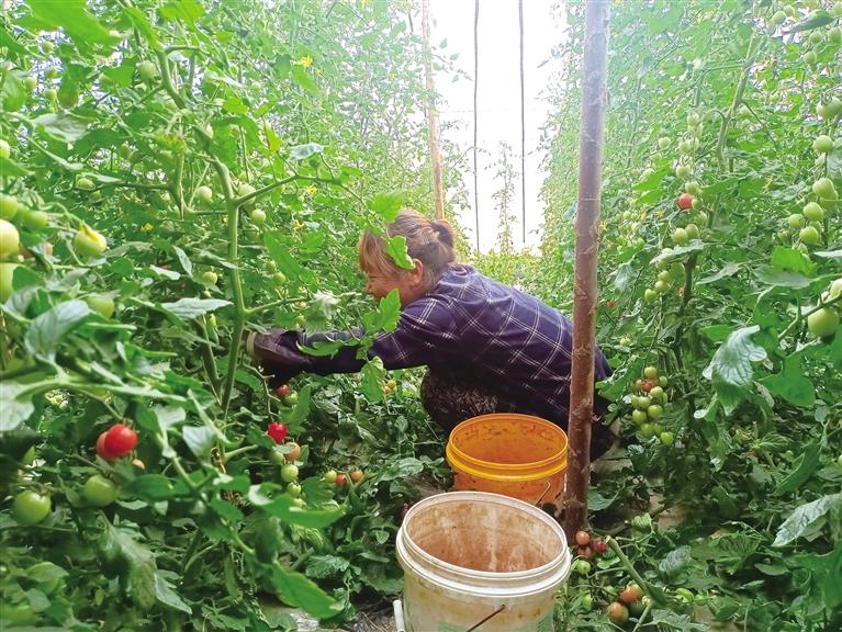 种出“红果果” 日子更红火  兰州市榆中县青城圣女果上市了