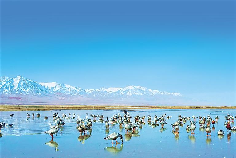 盐池湾湿地迎来大批返迁斑头雁