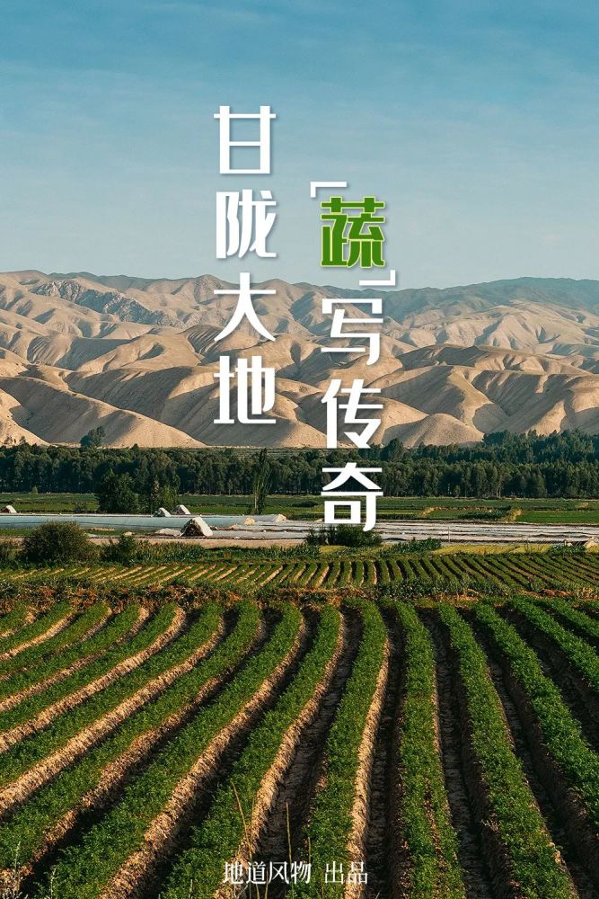 中國最低調的蔬菜大省，為什么是甘肅？