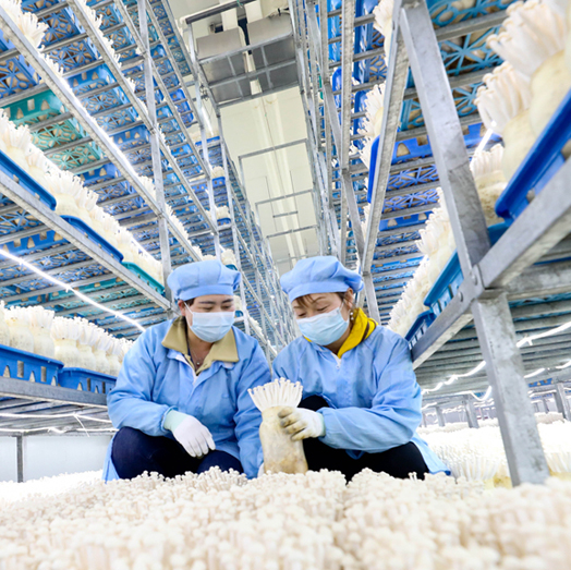 【陇拍客】张掖市甘州区：小蘑菇做成亿元大产业