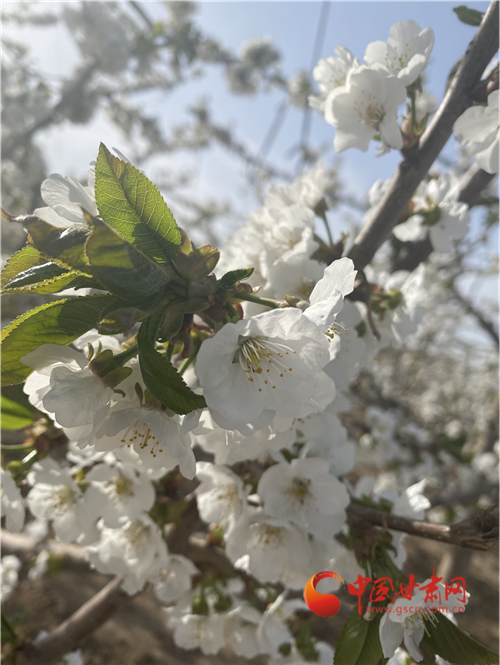 兰州榆中：樱花盛开白如雪 樱桃红时更美味