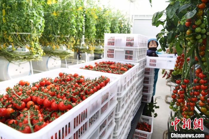 甘肃特色农产品拓海外市场:苹果汁出口同比增长2倍