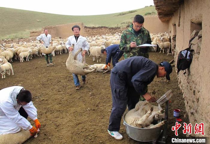 甘肃“羊专家”在天祝县开展肉羊防疫和生长观测工作。(资料图) 甘肃农业大学供图 甘肃“羊专家”在天祝县开展肉羊防疫和生长观测工作。(资料图) 甘肃农业大学供图