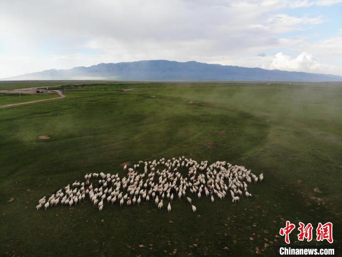 图为航拍镜头下甘肃山丹马场草原上的羊群。(资料图) 杨艳敏 摄 图为航拍镜头下甘肃山丹马场草原上的羊群。(资料图) 杨艳敏 摄