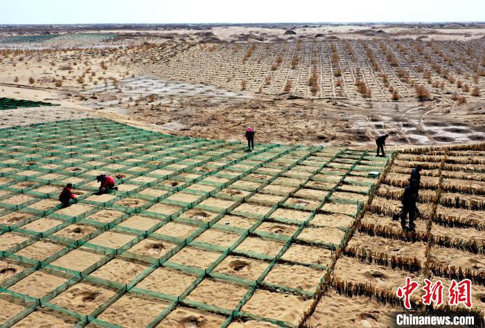 图为工程师在沙障内低覆盖度点栽梭梭、毛条、沙拐枣等抗风沙、耐干旱的造林树种。 马爱彬 摄 图为工程师在沙障内低覆盖度点栽梭梭、毛条、沙拐枣等抗风沙、耐干旱的造林树种。 马爱彬 摄