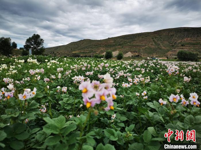 2020年7月28日拍摄于定西市境内马铃薯成片种植基地,当地流传“洋芋开花赛牡丹”。(资料图) 殷春永 摄 2020年7月28日拍摄于定西市境内马铃薯成片种植基地,当地流传“洋芋开花赛牡丹”。(资料图) 殷春永 摄