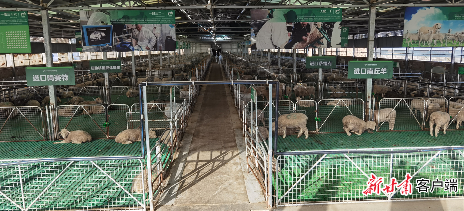 甘肃庆环肉羊（制种）有限公司种羊繁育基地。