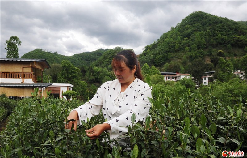 【小康路上看老乡】全贵女：靠着茶园 日子比以前高档多喽