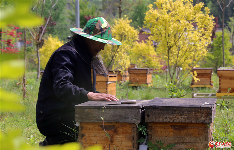 【小康路上看老乡】徽县榆树乡：蜂场全程数字化 助推蜂产业快速发展
