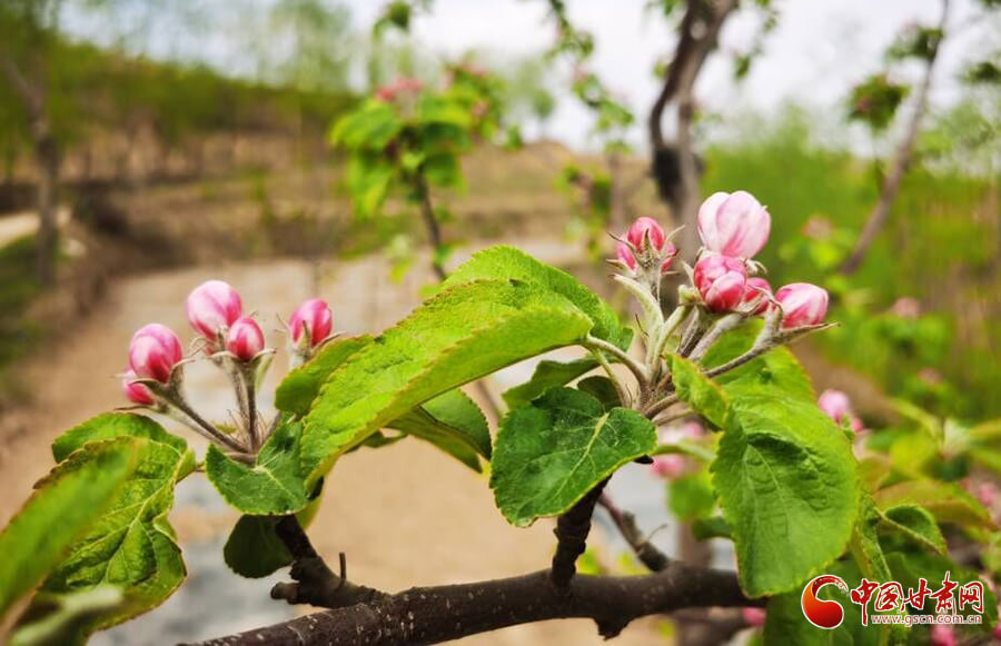 平凉静宁：苹果花开满园春