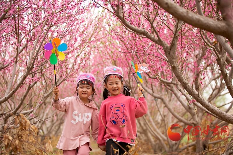 甘肃酒泉：祁连山下花绽放