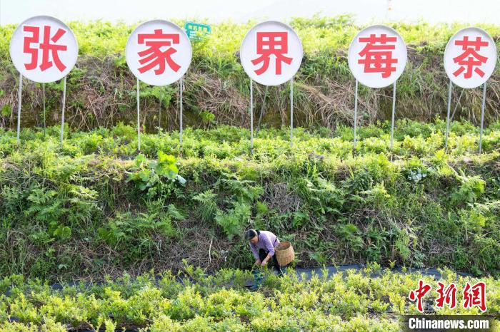 张家界莓茶带动当地农户就业、增收。 杨华峰 摄 张家界莓茶带动当地农户就业、增收。 杨华峰 摄