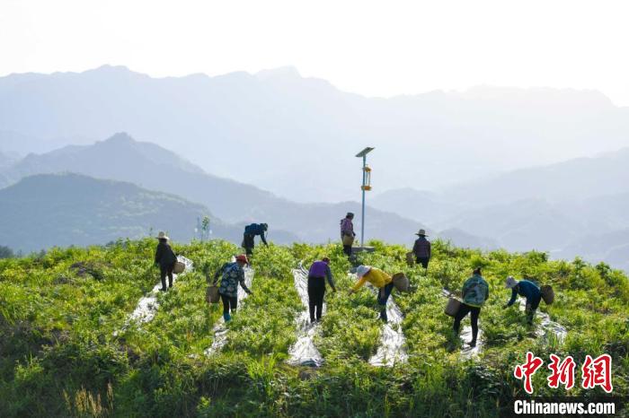 在白马山天门郡莓茶基地,挎着背篓的村民们忙碌着采茶。 杨华峰 摄 在白马山天门郡莓茶基地,挎着背篓的村民们忙碌着采茶。 杨华峰 摄