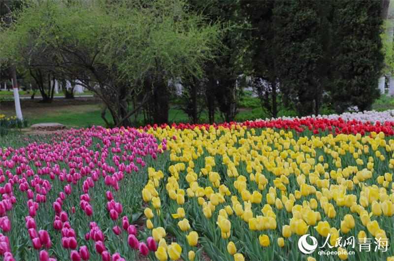 郁金香花盛开。人民网 甘海琼摄