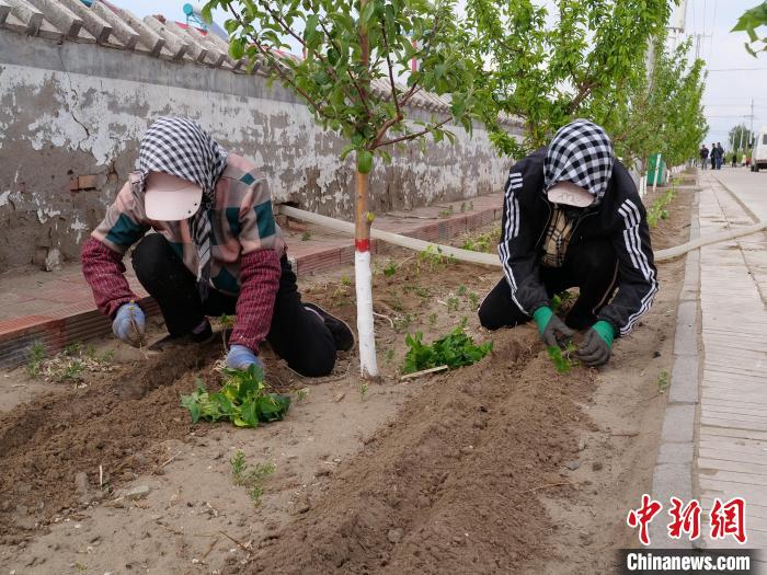 图为村民栽植地瓜苗。 郭大蕾 摄 图为村民栽植地瓜苗。 郭大蕾 摄