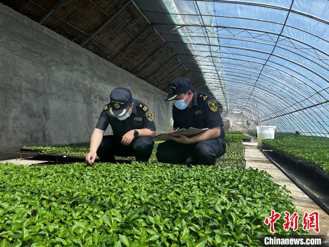甘肃河西走廊前4月出口种子逾2亿元市场拓至40余国或地区
