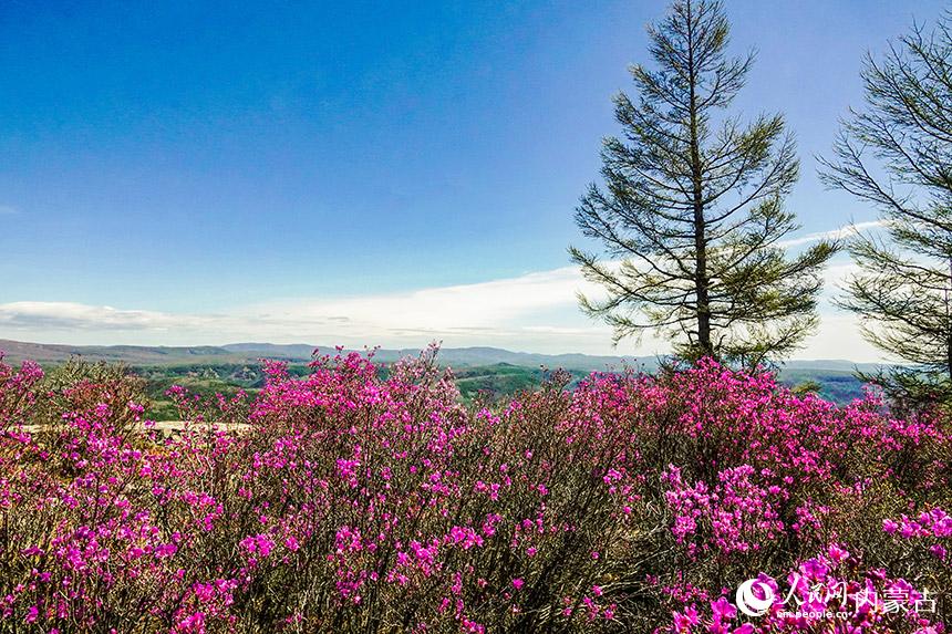 阿尔山杜鹃花盛开。图图摄