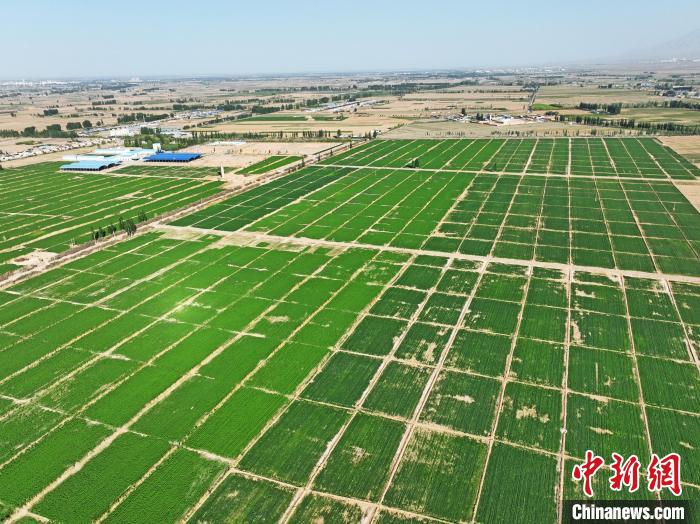 图为航拍镜头下的戈壁田园。 郑耀德 摄 图为航拍镜头下的戈壁田园。 郑耀德 摄