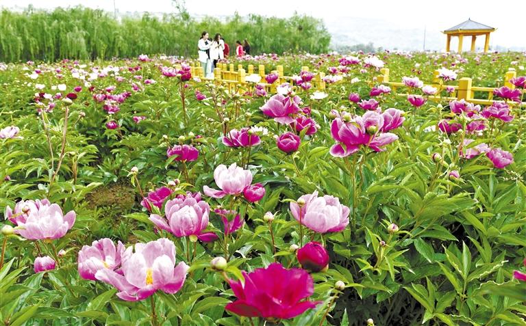 临夏市枹罕镇江牌村：芍药花开引客来