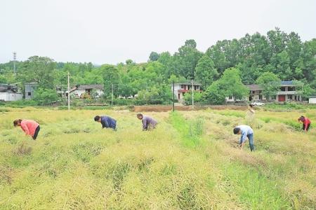 陇南：油菜喜丰收农民笑开颜