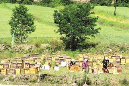 陇南礼县崖城镇沟门村养蜂专业户在清理蜂蜜