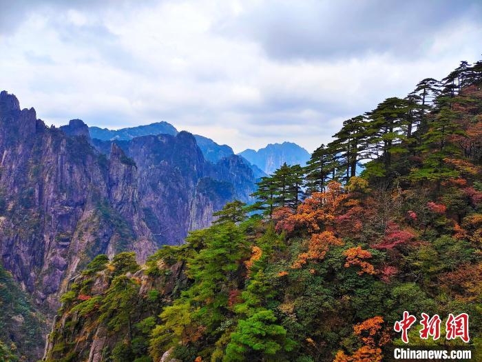 资料图:黄山风景区树木色彩分层,红黄相间。陈伟 摄 资料图:黄山风景区树木色彩分层,红黄相间。陈伟 摄