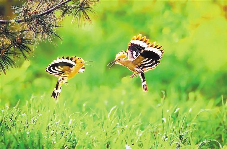 玉门甘肃鸟——“辈分最高”的古鸟