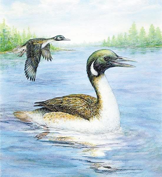 玉门甘肃鸟——“辈分最高”的古鸟