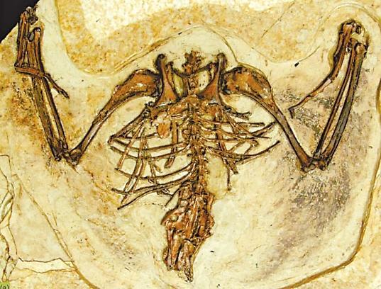 玉门甘肃鸟——“辈分最高”的古鸟