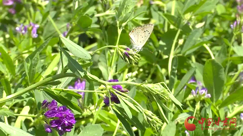 金塔：小牧草衍生大产业