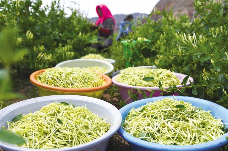 临夏州永靖县种植的金银花进入采摘季