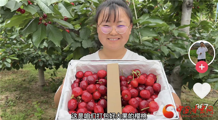 甘肃天水：红樱桃承载创富梦想 新型农民耕耘田园游走网络