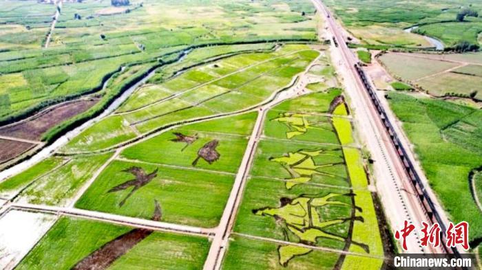 2021年7月，航拍视角下的乌江镇“丝路”水稻巨幅画作。(资料图) 陈娴 摄
